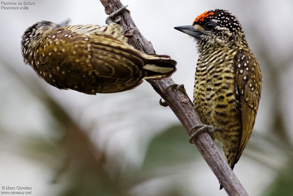 Golden-spangled Piculet adult, identification