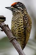 Golden-spangled Piculet