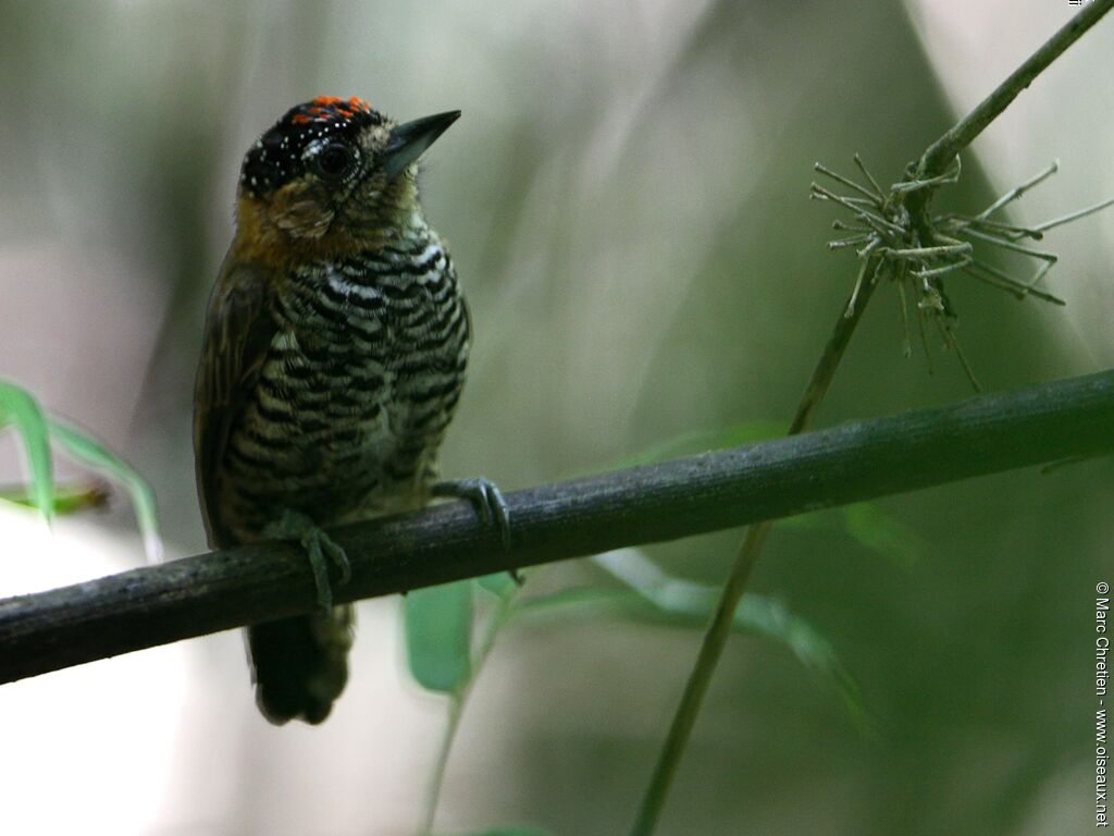 Ochre-collared Piculet