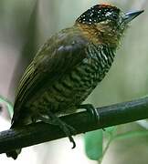 Ochre-collared Piculet