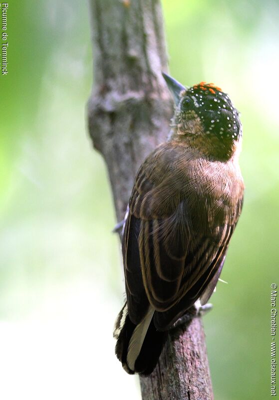 Ochre-collared Piculet male adult