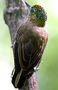 Ochre-collared Piculet