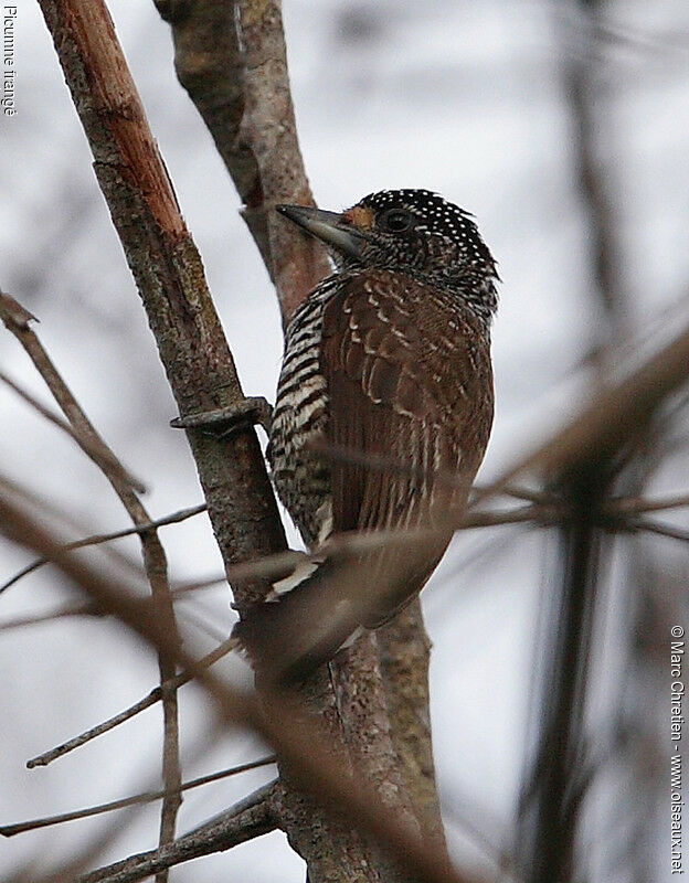 White-barred Piculet