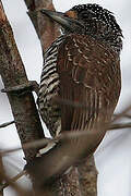 White-barred Piculet