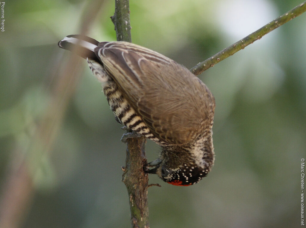 White-barred Piculet