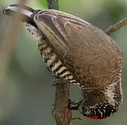 White-barred Piculet