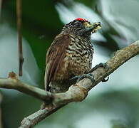 White-barred Piculet