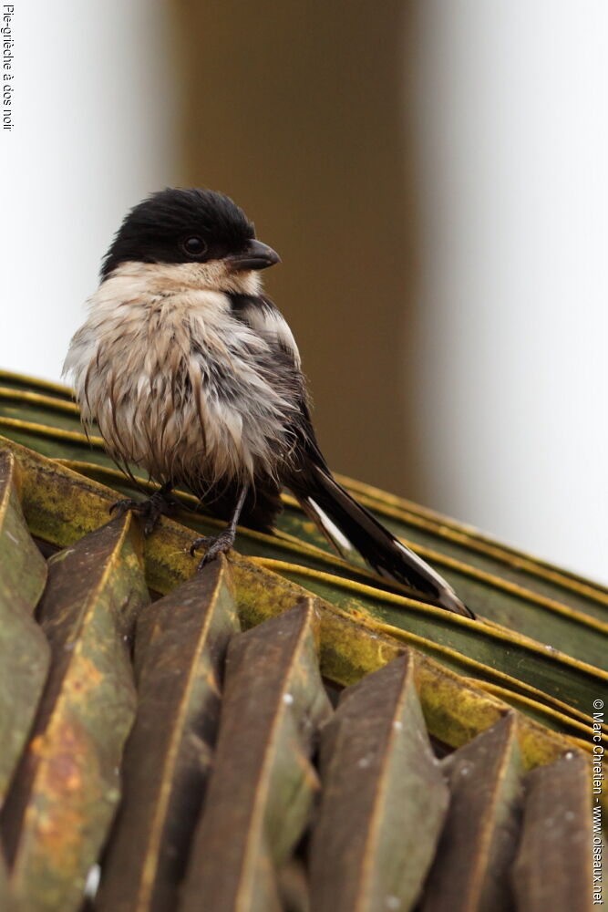 Northern Fiscal, identification