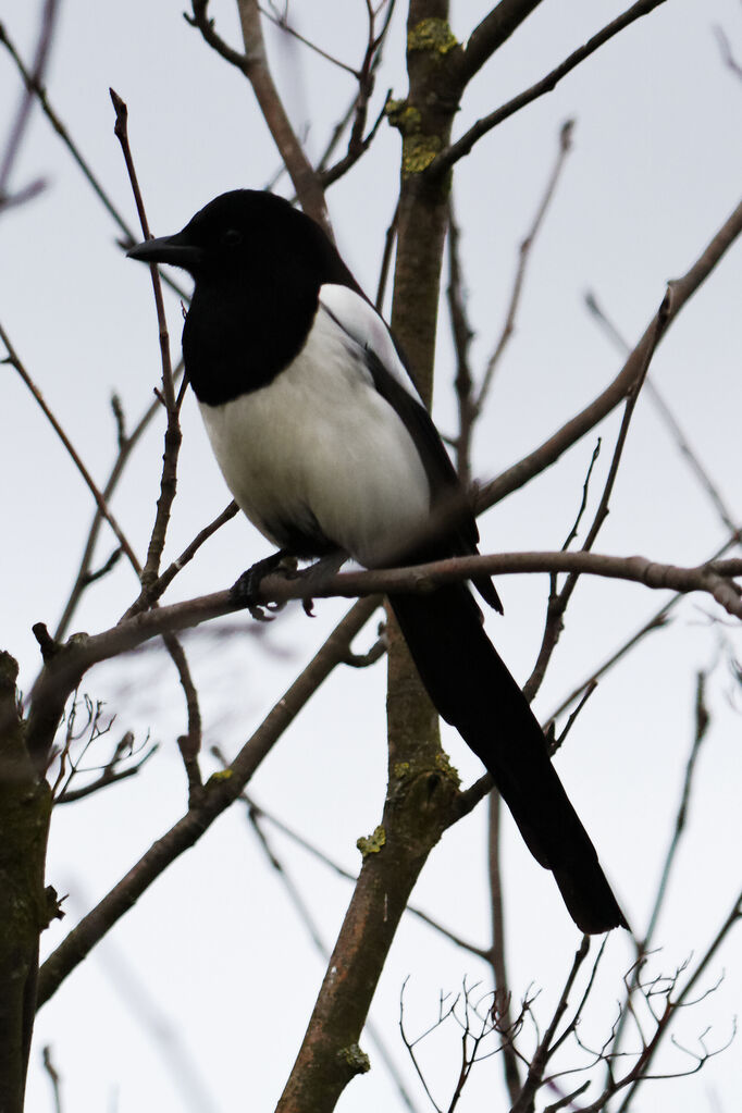 Eurasian Magpie