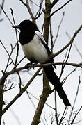 Eurasian Magpie