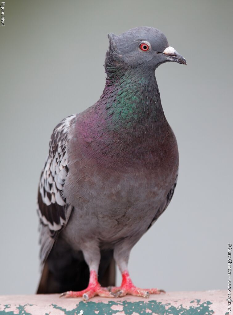 Pigeon bisetadulte