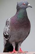 Rock Dove