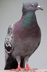 Pigeon biset