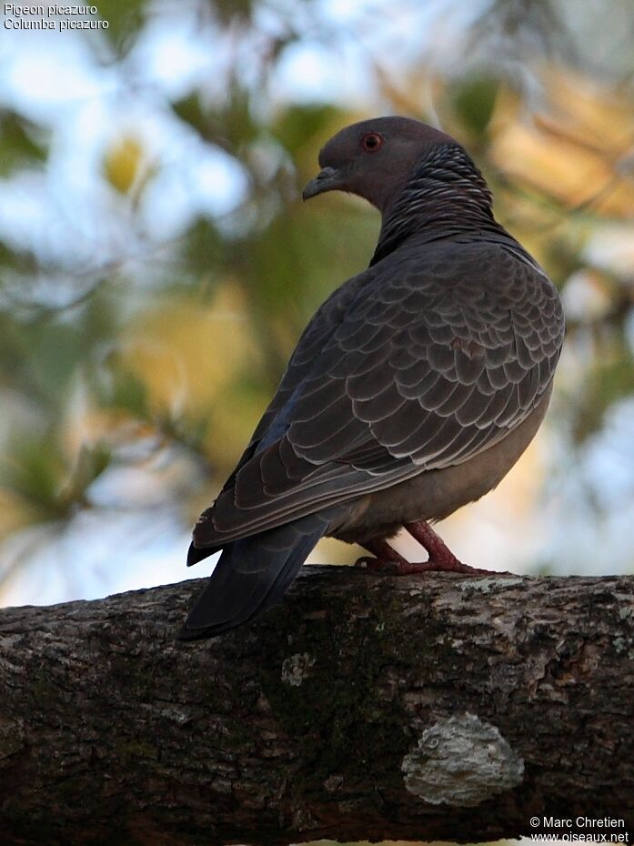 Picazuro Pigeon