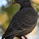 Pigeon picazuro