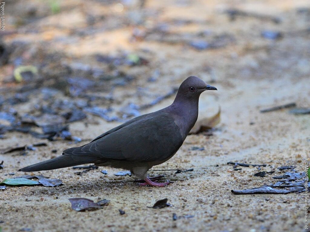 Pigeon plombé