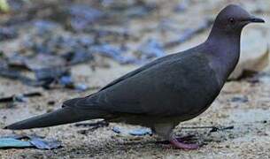 Pigeon plombé