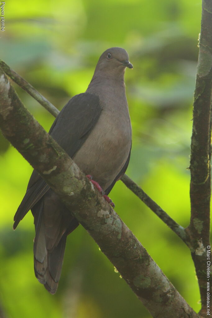 Pigeon plombé