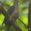 Pigeon plombé