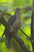 Pigeon plombé