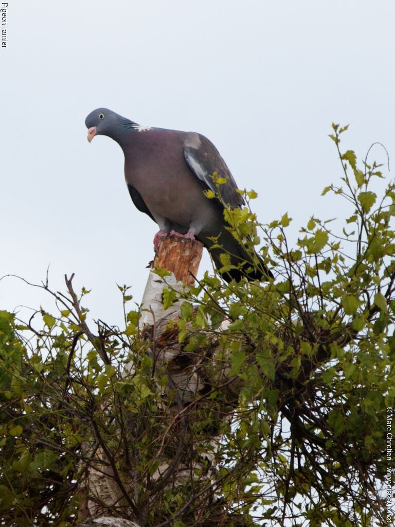 Pigeon ramieradulte