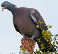 Common Wood Pigeon