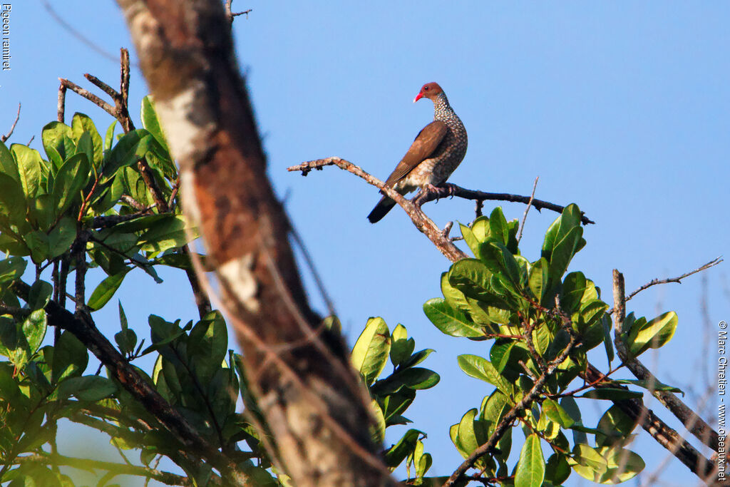 Scaled Pigeonadult