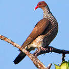 Pigeon ramiret