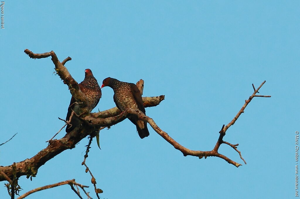 Scaled Pigeon