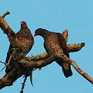 Pigeon ramiret