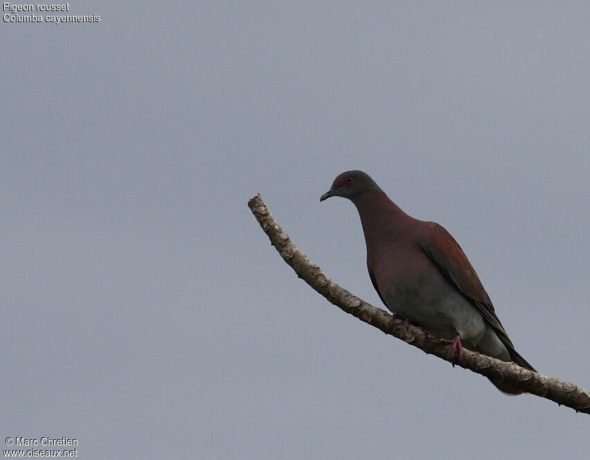 Pigeon rousset