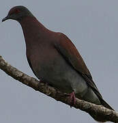 Pale-vented Pigeon