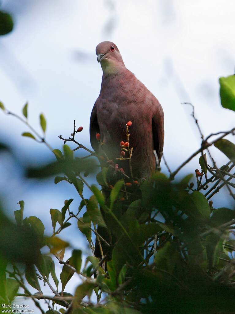 Ruddy Pigeonadult, eats