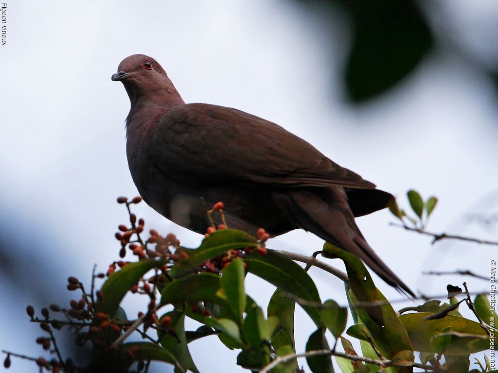 Pigeon vineux