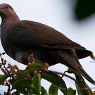 Pigeon vineux