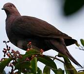 Pigeon vineux