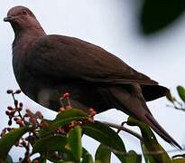 Ruddy Pigeon