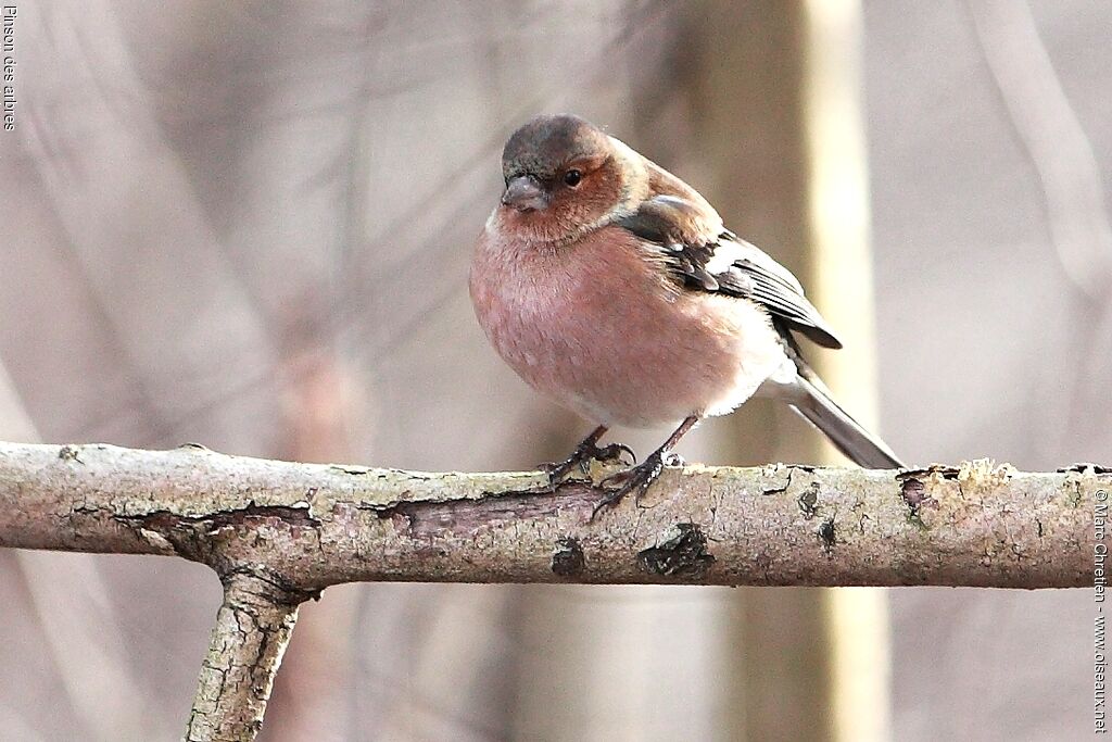 Eurasian Chaffinch male adult