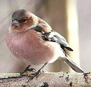 Common Chaffinch