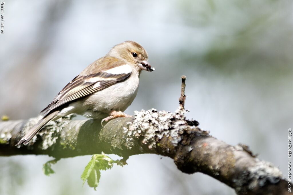 Pinson des arbres femelle adulte