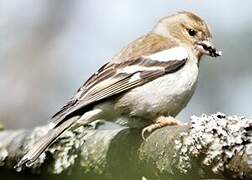 Eurasian Chaffinch