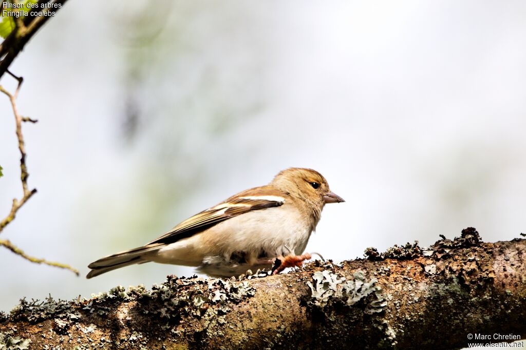 Common Chaffinch female adult