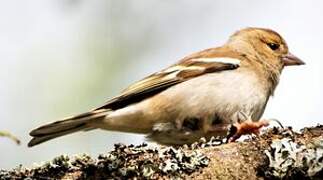 Eurasian Chaffinch