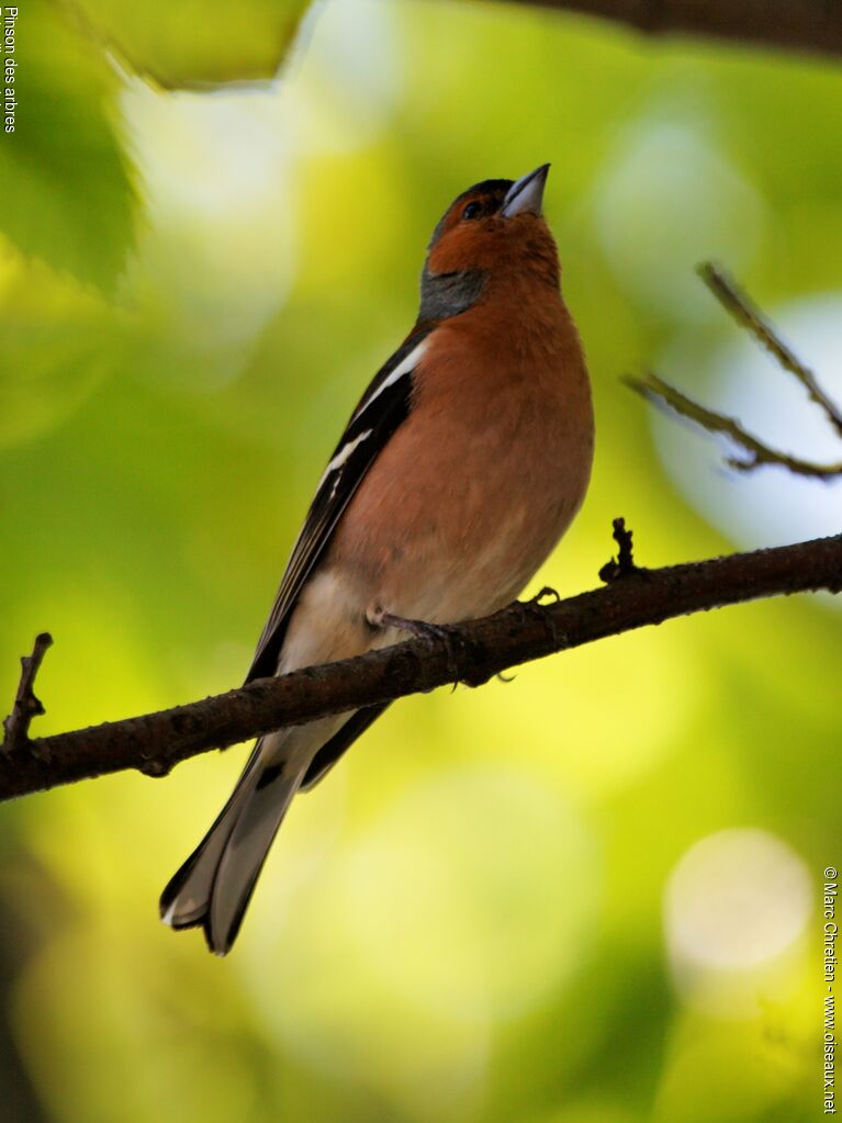 Common Chaffinch male adult