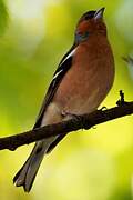 Common Chaffinch