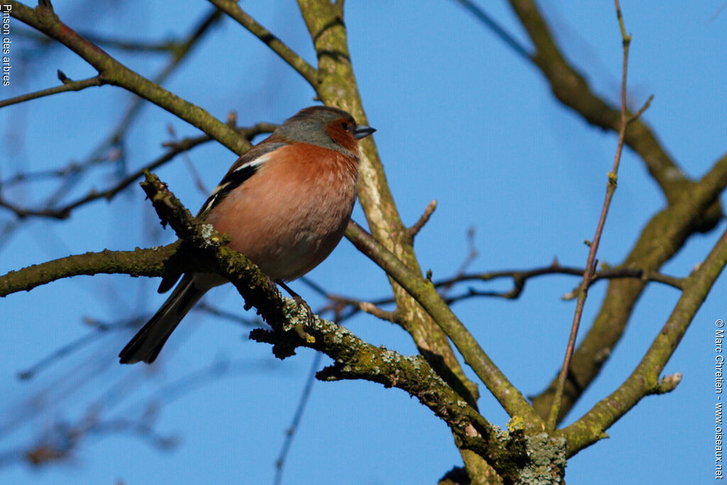 Eurasian Chaffinch male adult post breeding