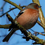 Common Chaffinch