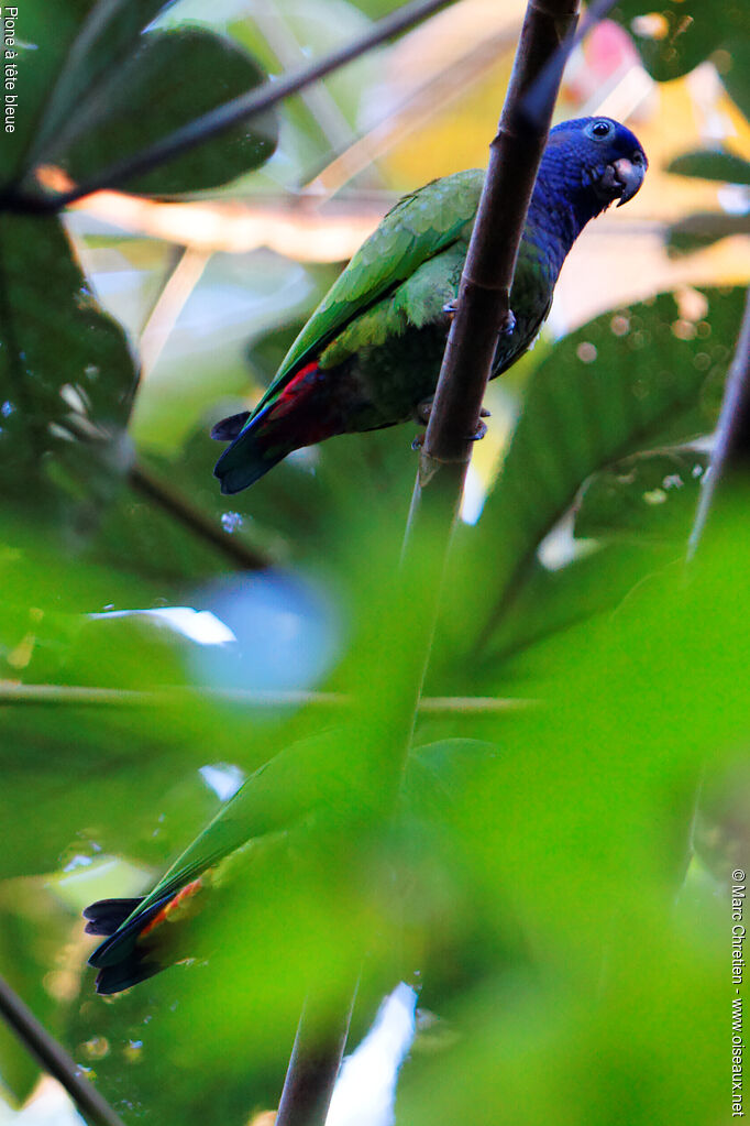 Blue-headed Parrot