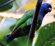 Blue-headed Parrot