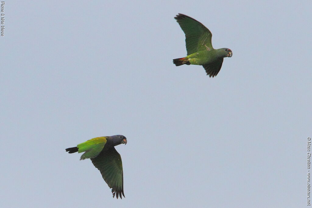 Blue-headed Parrot 